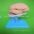 Fortgeschrittenes PVC-Gehirnmodell, anatomisches Gehirnmodellkopfmodell